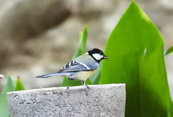 Mésange charbonnière (Parus major) © Jean Chaussignand